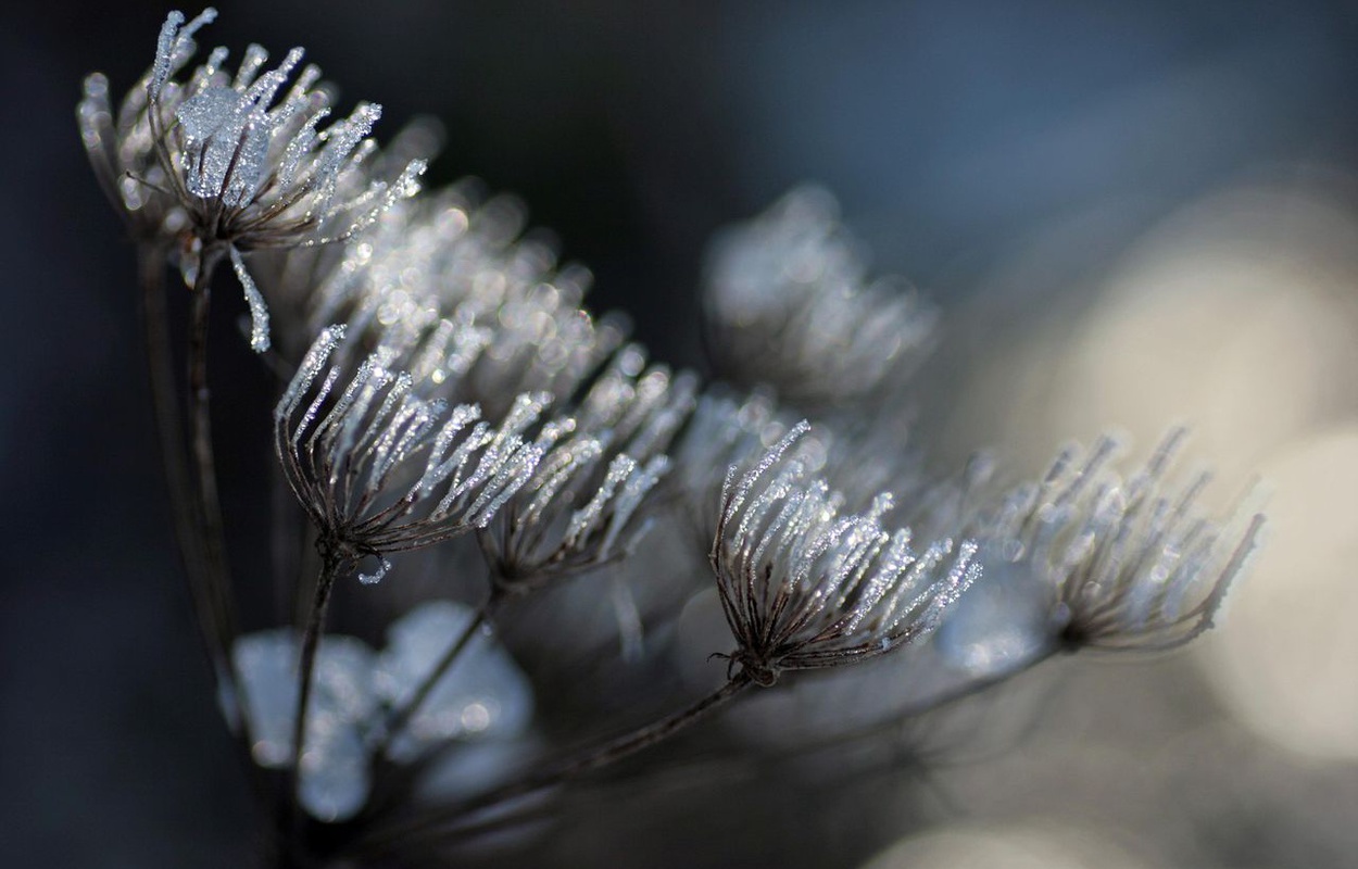 Vereiste Dolde im Winter. Foto: Ute Meier Vereiste Dolde im Winter. Foto: Ute Meier